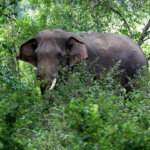 Diduga Gajah Birahi Penyebab Tewasnya Anggota Babinsa