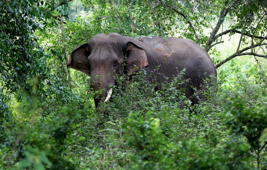 Diduga Gajah Birahi Penyebab Tewasnya Anggota Babinsa