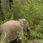 Seorang Babinsa Meninggal Dunia Terinjak Gajah Liar