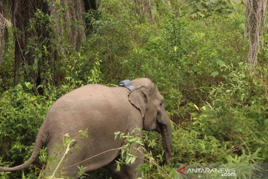 Seorang Babinsa Meninggal Dunia Terinjak Gajah Liar