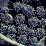 2 TKI asal Lemahabang-Pedes Terpapar Mutasi Virus Corona B117 Inggris, Satgas Covid-19 Belum Mengetahui Darimana Keduanya Terinfeksi