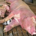 Waspada, Virus African Swine Fever Serang Babi