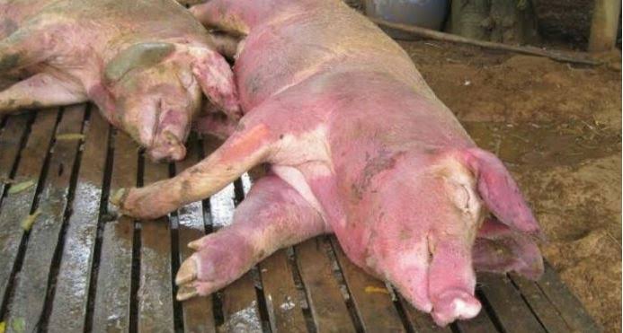 Waspada, Virus African Swine Fever Serang Babi